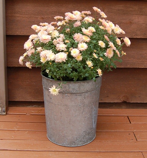 Galvanized Sap Bucket Tall Galvanized Sap Bucket Vintage