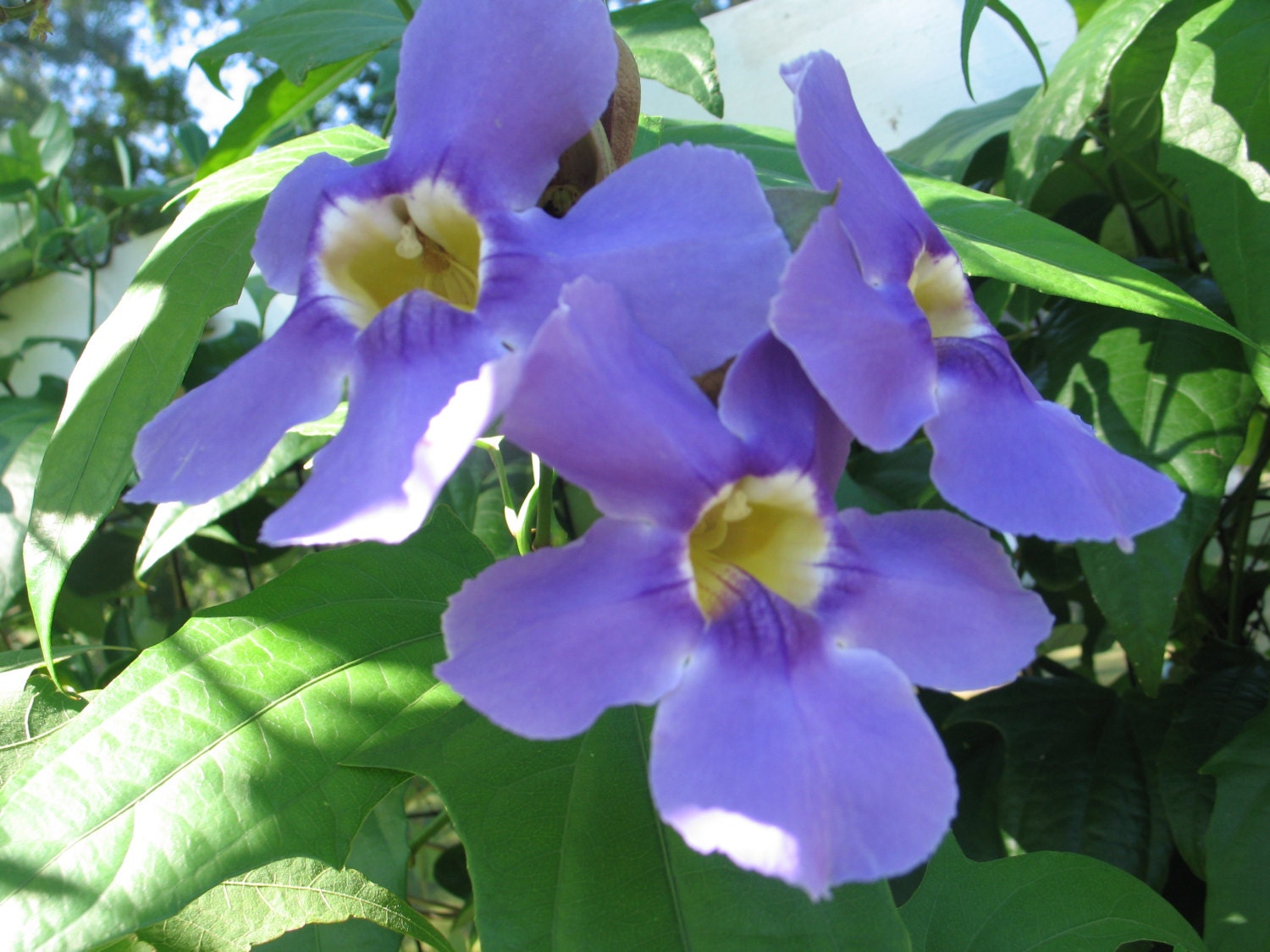 Thunbergia grandiflora Blue Sky Vine Pint Plant