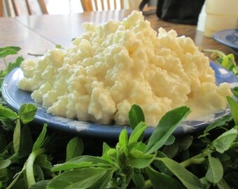 Kefir grains- raw goats milk