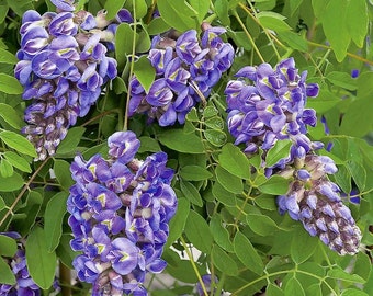 Amethyst Falls Wisteria Vine - Live Plant - Quart Pot