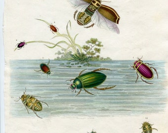 Antique Insect print. Water Beetles. Coleoptera From Rees Cyclopedia 1813. Handcoloured Entomology Print. Gift for Entomoloy Student.