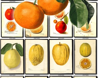 CITRUS-3 Collection of 150 vintage images Pomelo unshiu medica grandis pictures High resolution digital download printable fruits edible