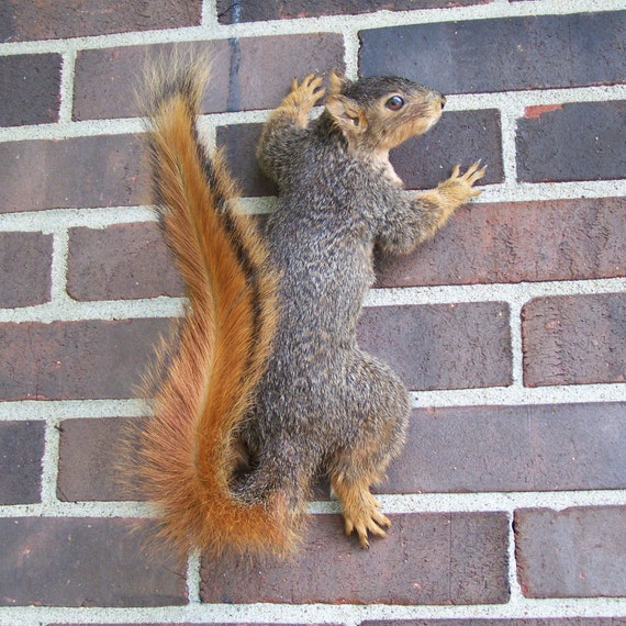 climbing up fox squirrel mount full body fox by