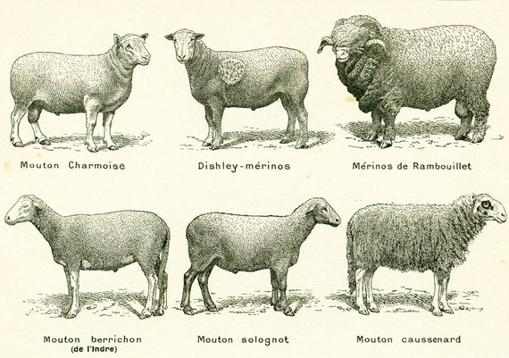 1922 Antique Sheep Breeds Vintage Farm Animals Domestic