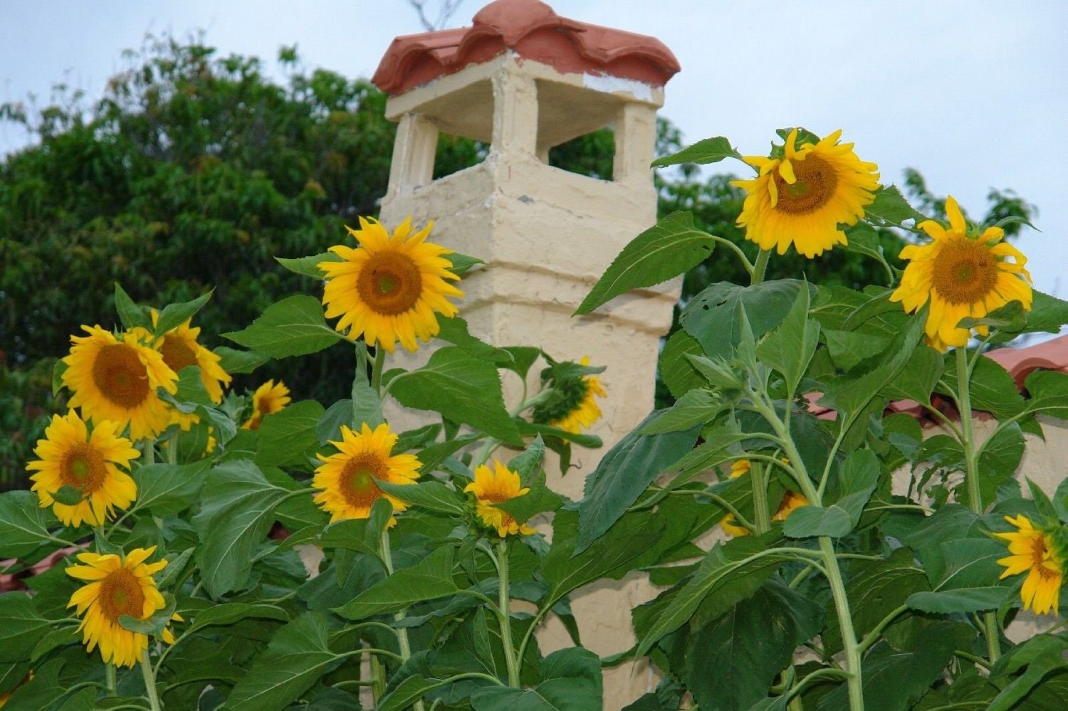 Mongolian Giant Sunflower Helianthus annuus 5 Rare Organic