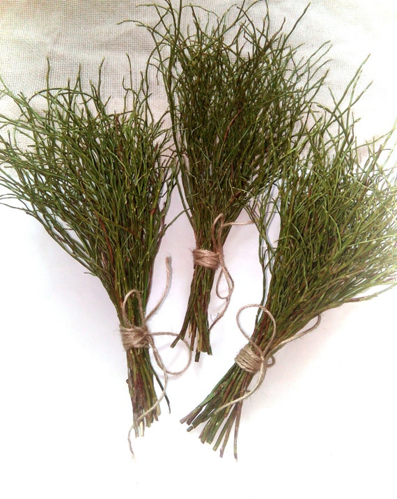 Dried twigs bunches set of 3 natural green twigs decor