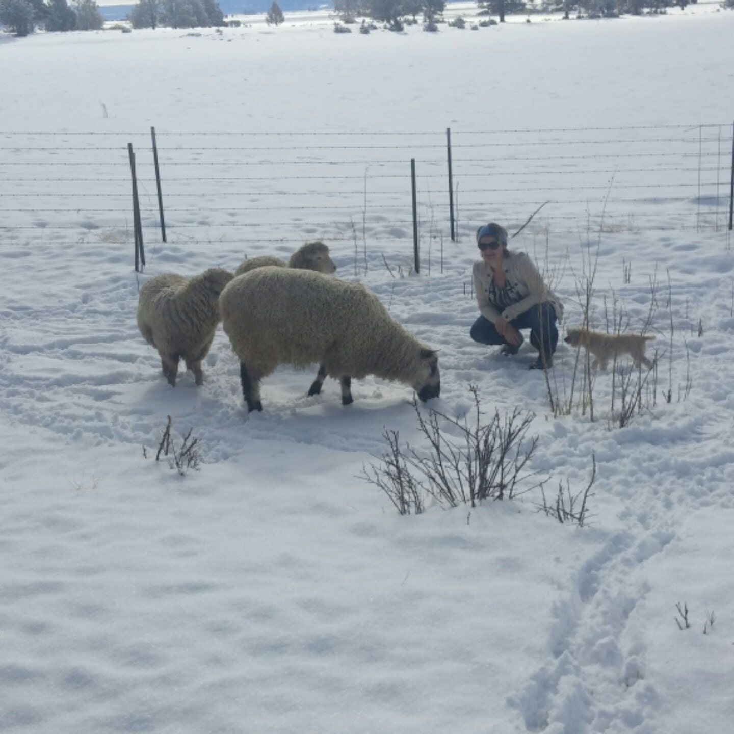 Teeswater Sheep Farm by OvelhaAcres on Etsy