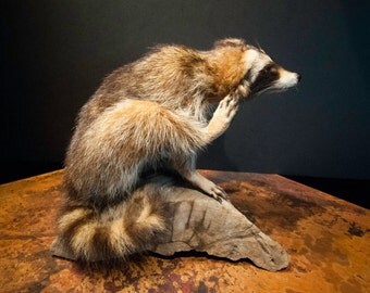 Baby Raccoon Scratching on a Log Taxidermy Mount