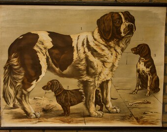 Vintage Pull Down Chart Dogs School Chart