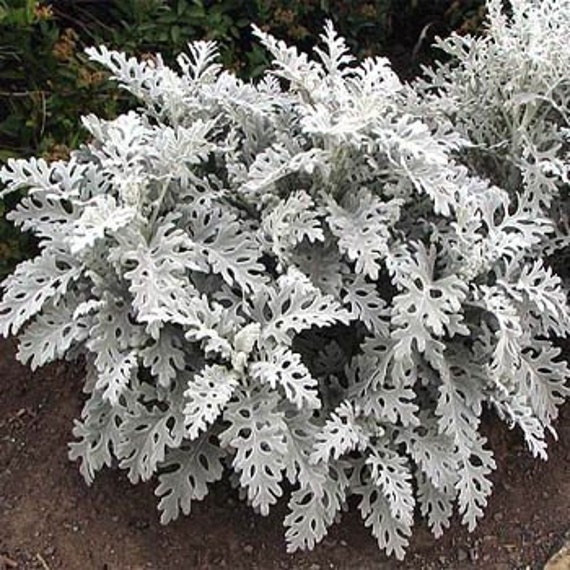 Dusty Miller Flower Seeds/Annual 50