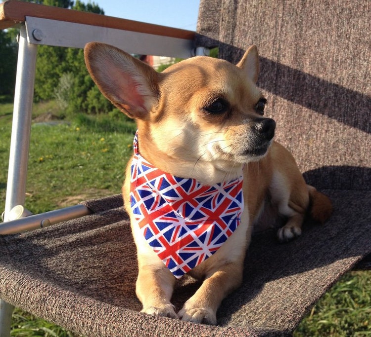 Union Jack Dog Bandana with Collar United Kingdom by DoggyBanda