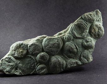 Nemiana simplex, Ediacaran, Podolia, Ukraine