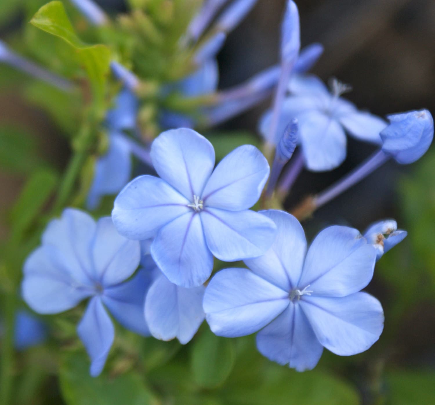 Plumbago Imperial Blue Plant