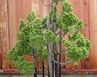 Giant sequoia 10 Seeds (Sequoiadendron giganteum) Unique Bonsai/easy to grow