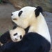 Shanshan Ba