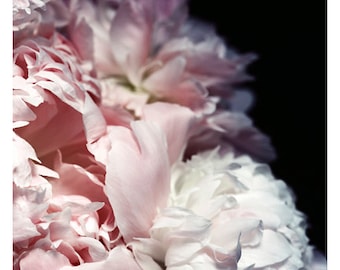 Nature Photograph - Peony Photograph - Flower Photograph - Spring - Efflorescence - Fine Art Photograph - Alicia Bock - Floral Art - Custom