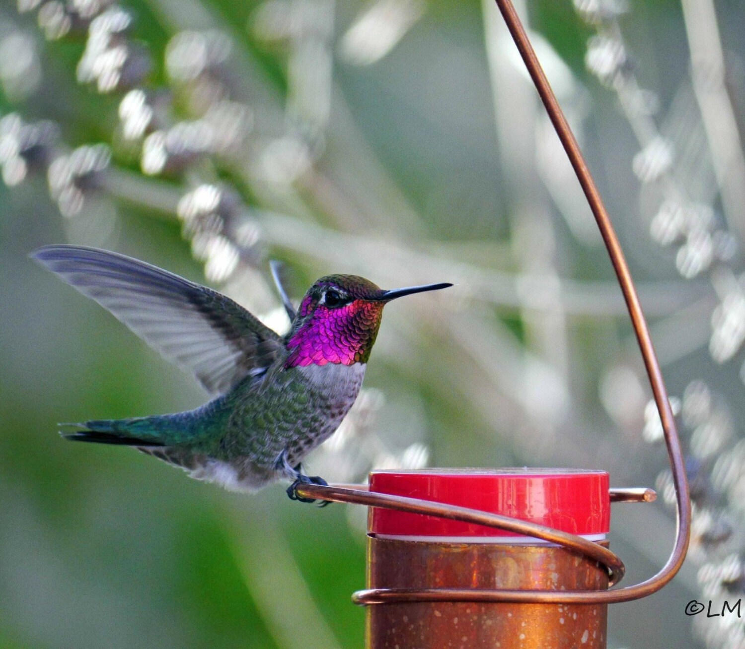 bee proof drip free copper hummingbird feeder i bee proof drip free copper hummingbird feeder i