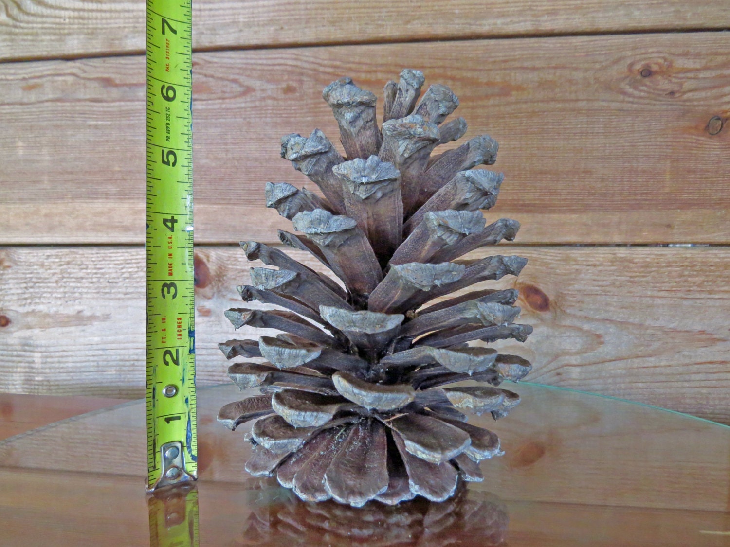 huge pinecones