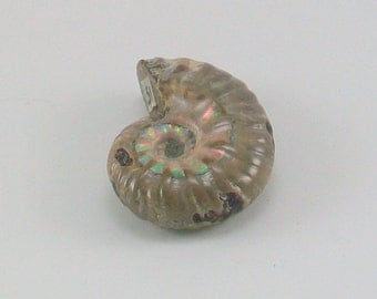 Small Unpolished Opalized Ammonite Fossil