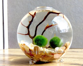 Marimo Terrarium - Marimo Moss Ball Single Globe Aquarium , Several Colors available