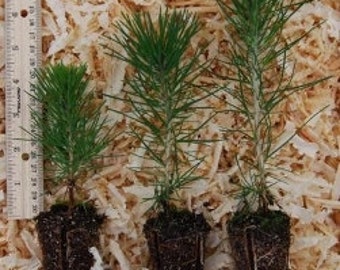 douglas fir tree seedlings for sale