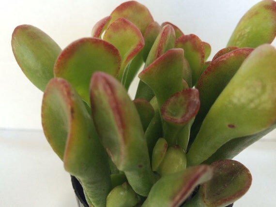 Succulent Plant Small Ogre Ears from SucculentOasis on ...