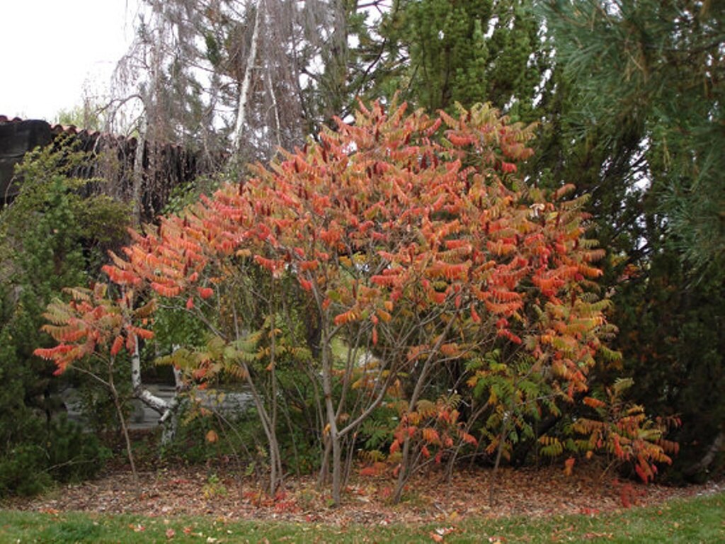 Smooth Sumac Tree Seeds Rhus glabra 25 Seeds