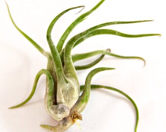 Large Air Plants - Large Caput Medusae Air Plants - Nice & Big 5 to 7 inches tall - 30 Day Air Plant Guarantee - FAST SHIPPING