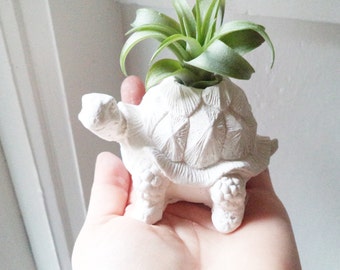 Turtle tortoise planter, air plant holder, tortoise, good health gift, long life, good luck gift, geometric planter with plant
