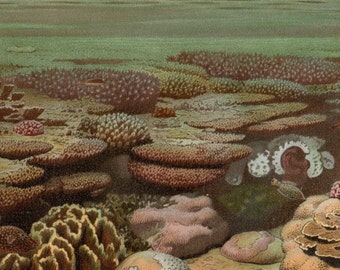 Antique Coral Reef Print 1904 Living Coral Sea Life Nautical Art Beach Decor Matted 11 X 14"