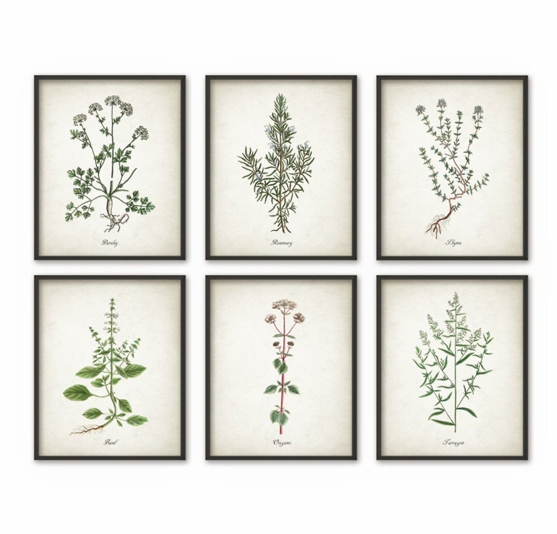 Kitchen Herbs Wall Art Print Set of 6 Vintage Botanical Herb