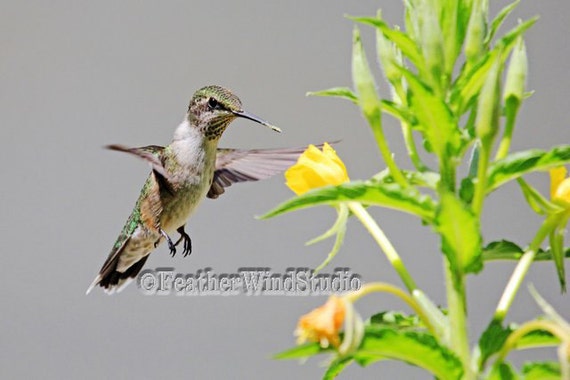 hummings with yellow throated hummingbird