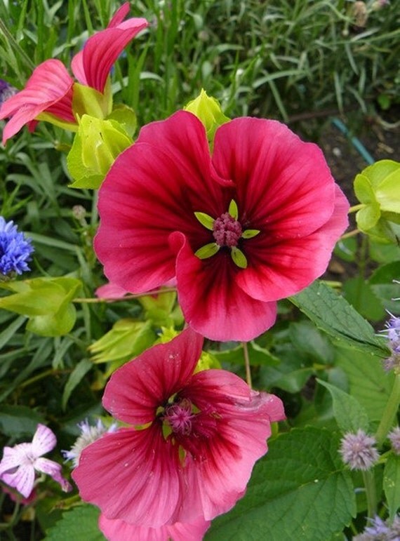 Malope Seeds Malope Trifida Flowers Seeds 30 Seeds by Greenworld1