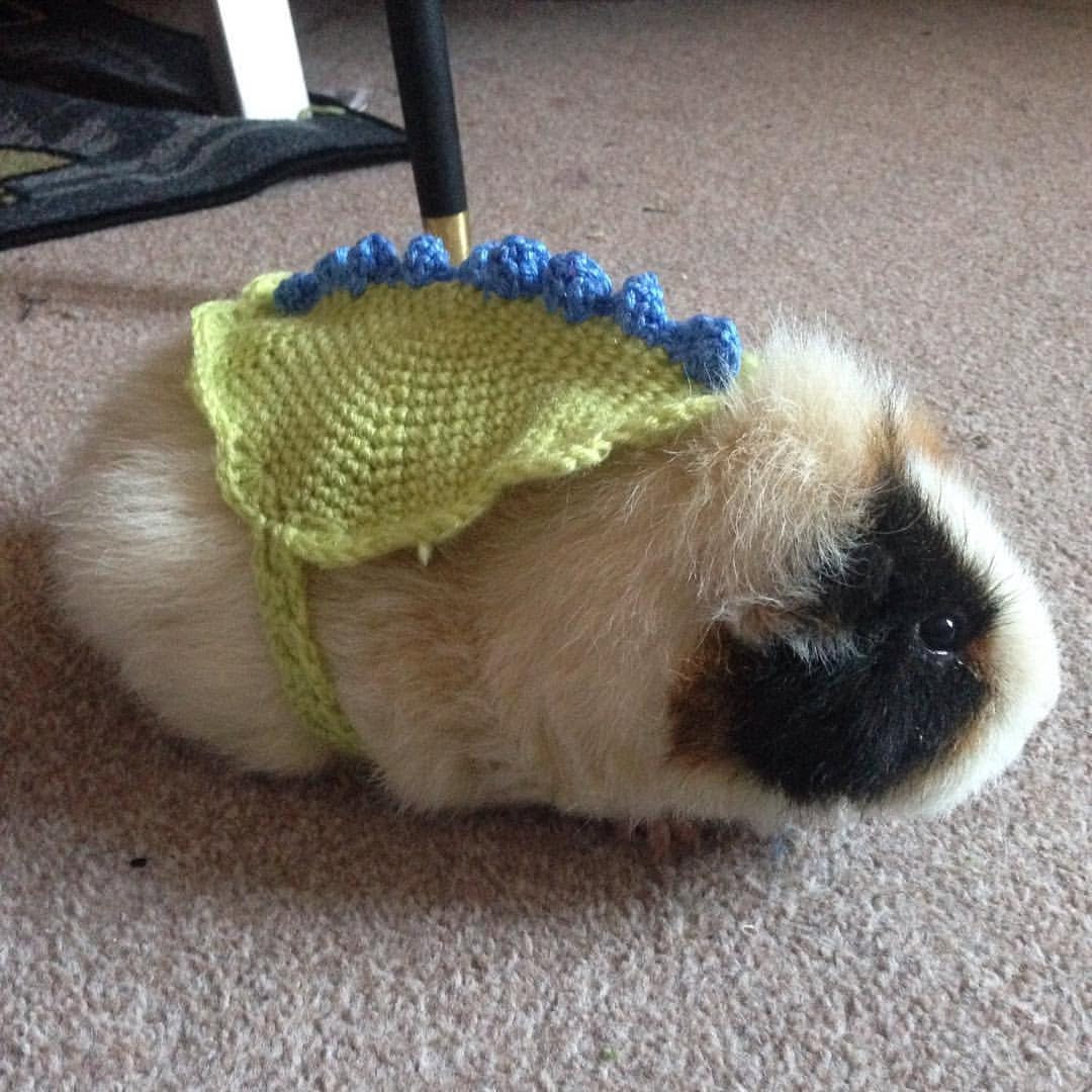 Crochet Guinea Pig Rabbit Tortoise Cozy Jumper Sweater