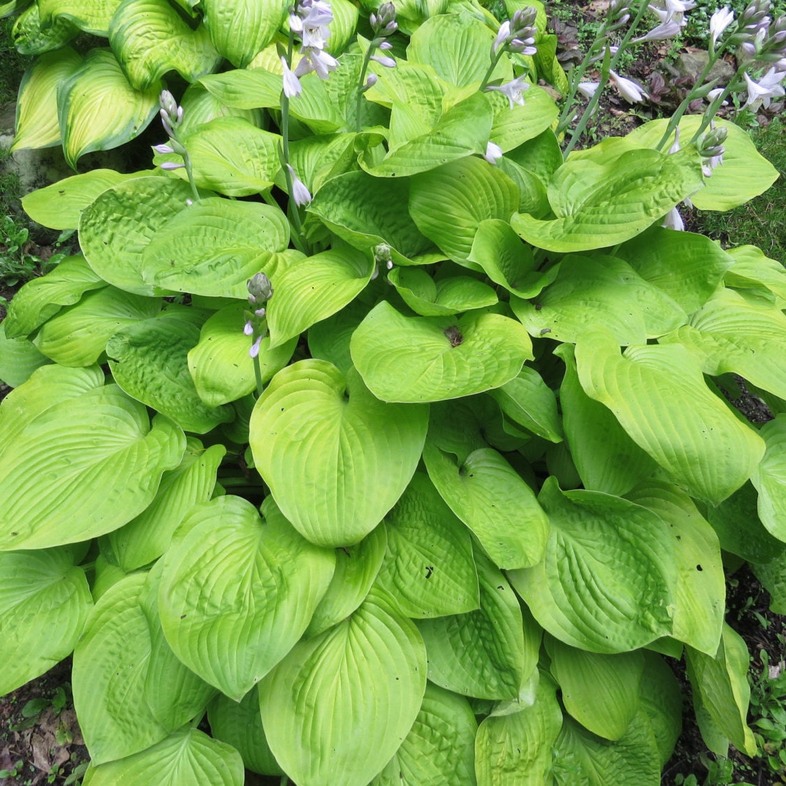 Hosta (Hosta 