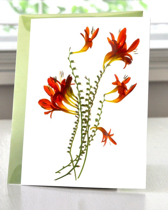 Greeting Card Note Card hand made Flower Red Sharons Reds Dance