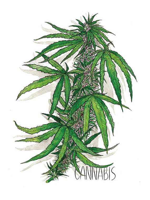 Cannabis Watercolor Art Print