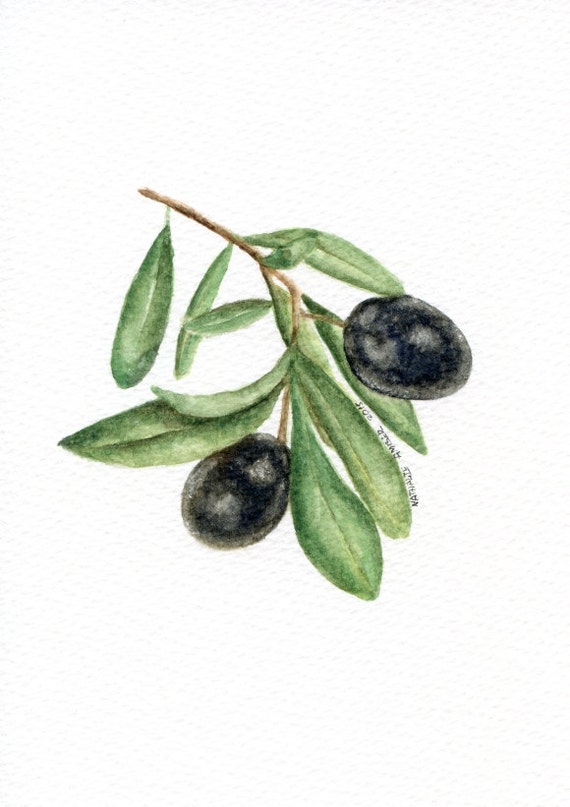 The Olive Branch ORIGINAL Painting Watercolour by ForestArtStudio