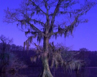 download spanish moss tree for free