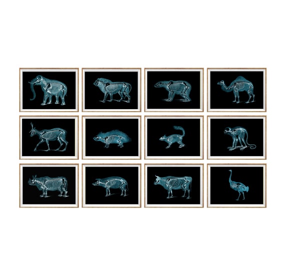 animal x ray art print set of 12 x ray art x ray poster man