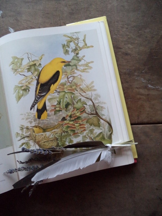 Vintage Bird Book John Gould's Birds Coffee by SPARKLESandSASS