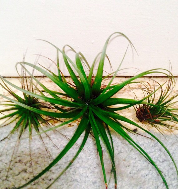 Air Plants For Sale 20 Wedding Air Plant by CallaLilysBridal