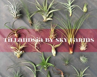 10 assorted Tillandsia air plants - FREE SHIP treasury wholesale bulk lot collection