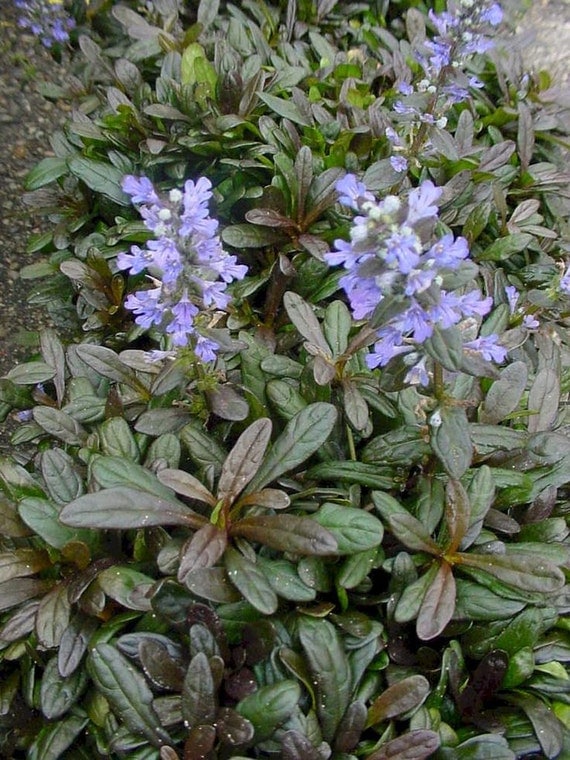 Bugleweed Ajuga Reptans Chocolate Chip