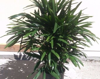 Rhapis Excelsa Palm Plant in 12" Pot - Lady Palm