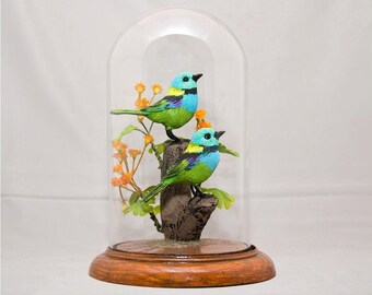 Green Tanager (Brazil)in 8 inch dome with base.