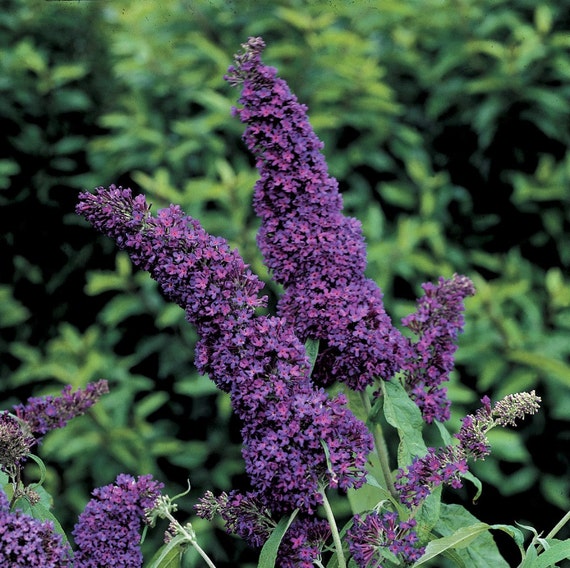 1 Dark Dynasty Butterfly Bush