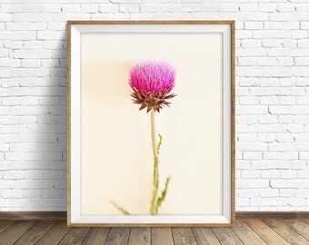 thistle, fine art print, instant download art, printable art, photography, instant download, botanical print, pink, white -"Bashful Pink"