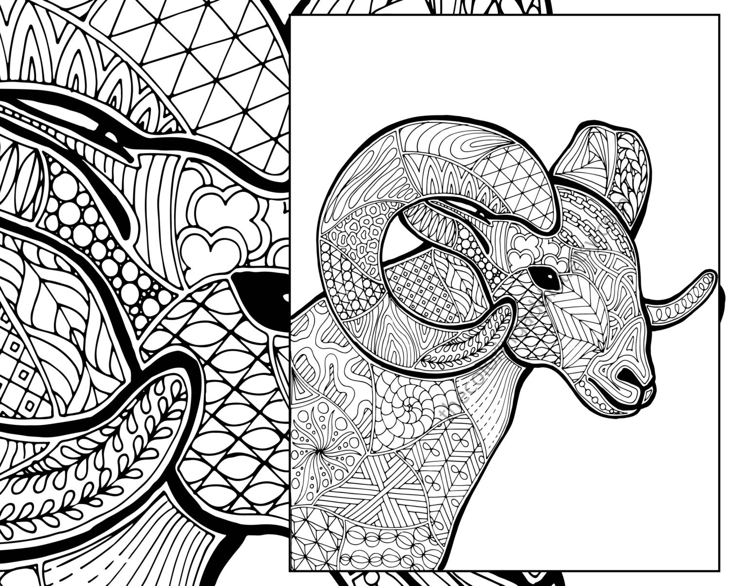 Download ram sheep coloring sheet animal coloring pdf zentangle