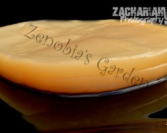 Kombucha Scoby with Starter Tea